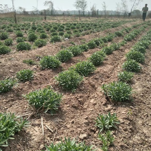 南宫市救心菜 养心菜