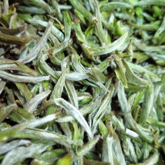 福安市白毫银针 高山品质好茶