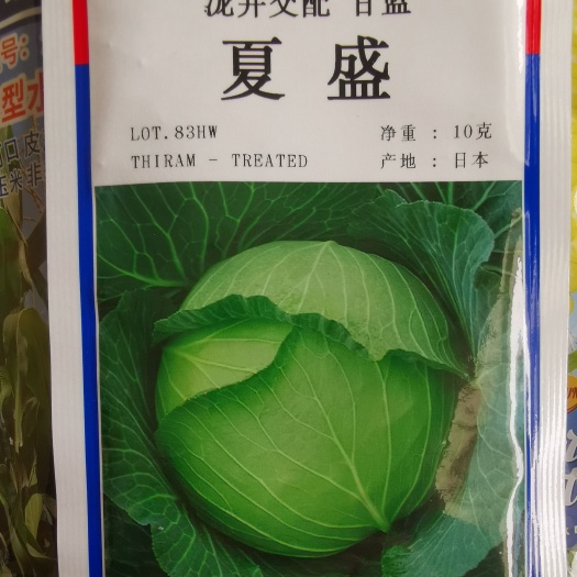 绵阳绿甘蓝种子 甘蓝种子
