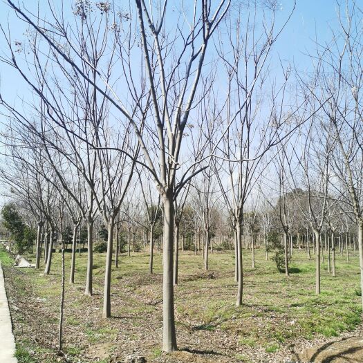 长兴县12公分黄山栾树，产地直发，品质保证，自家苗大量供应各种规