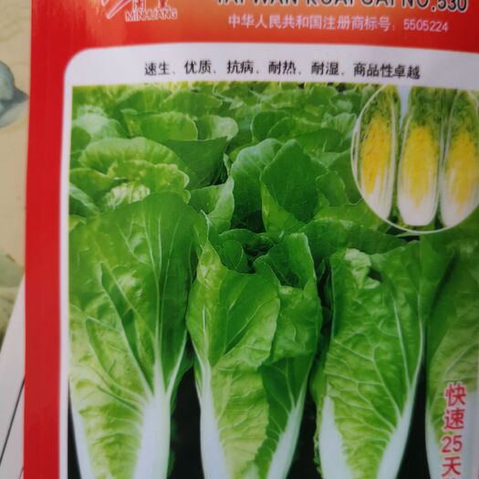成都上海青种子  杂交小白菜（快菜）