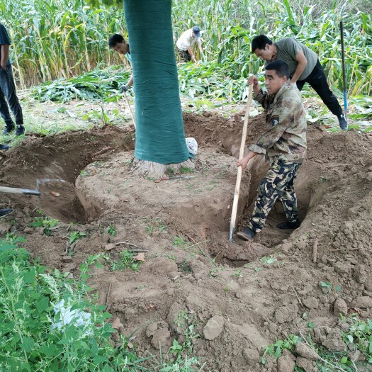 博野县法国梧桐 大规格法桐12-35公分规格齐全质量保证