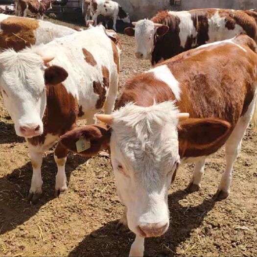 西门塔尔牛 300-500斤 公母混合 架子牛 6-7月龄