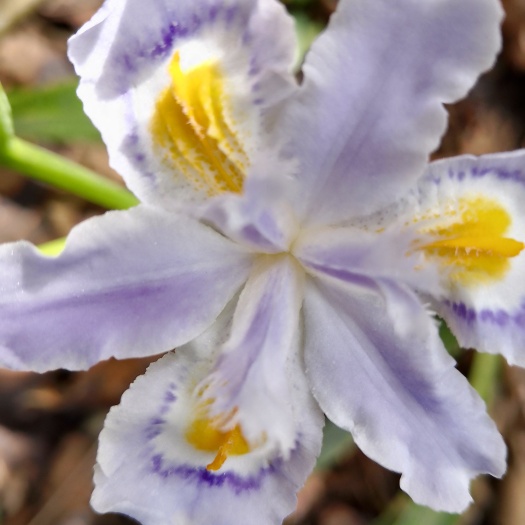 恩施市醉蝶花 苗木花卉