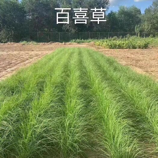 郓城县百喜草种子草坪种子耐旱草坪种子