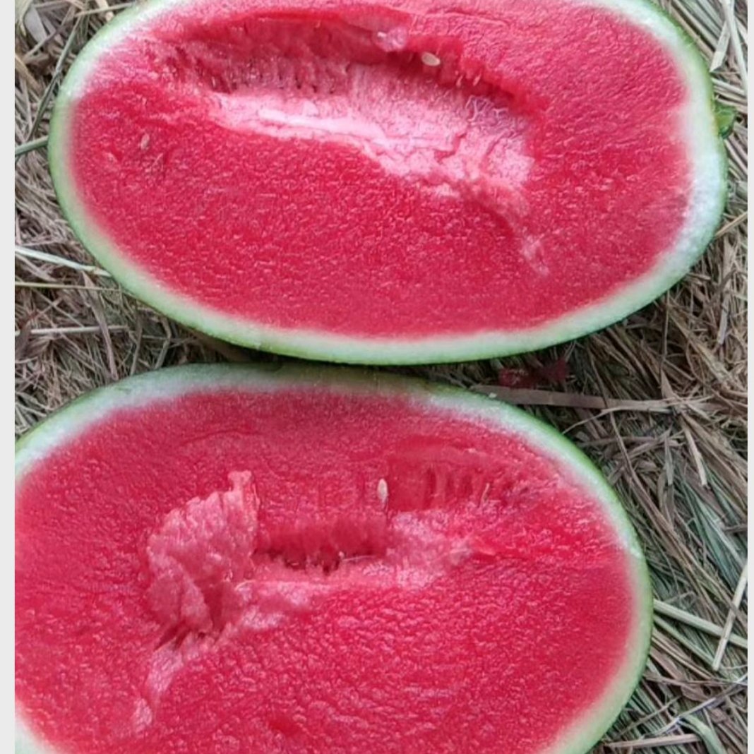 黑美人西瓜 黑美人