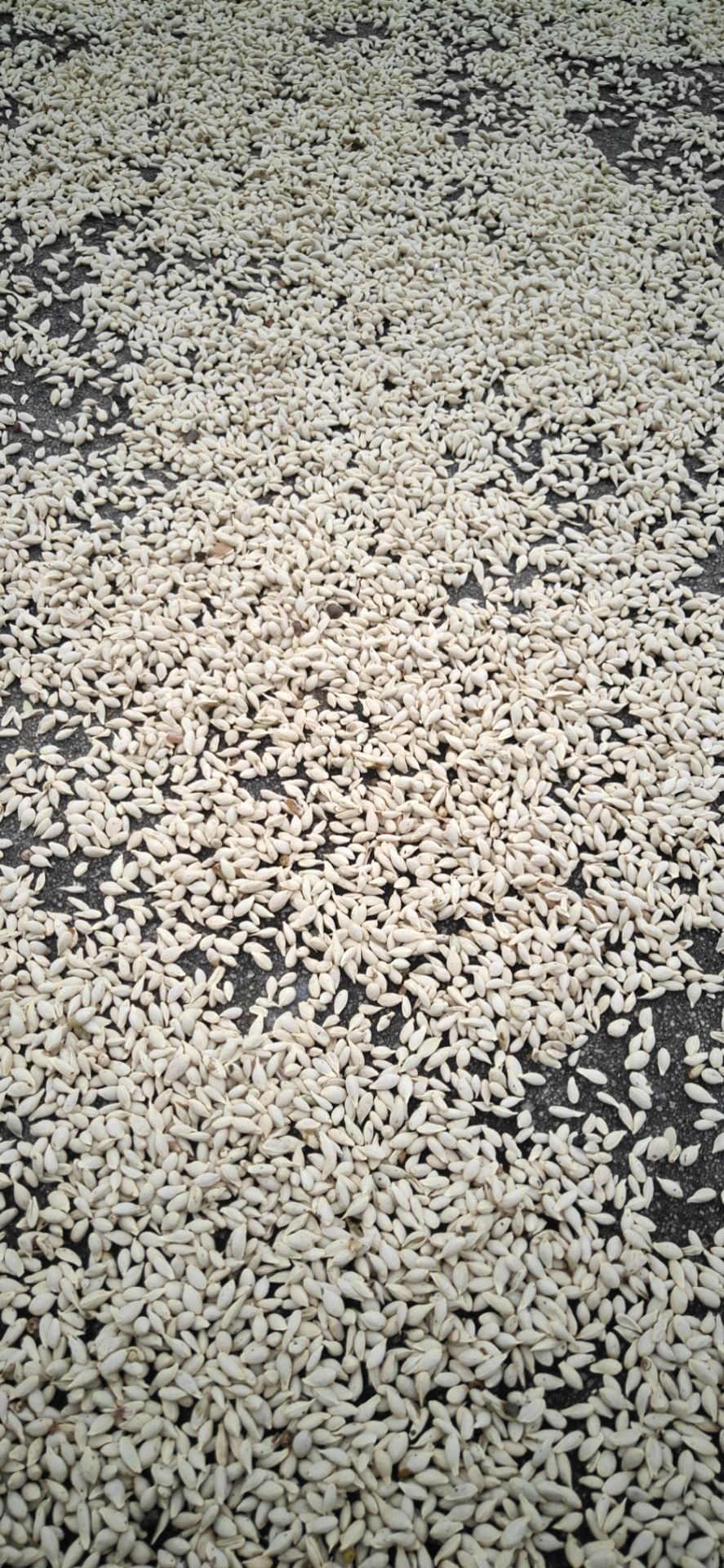 柠檬苗  柠檬种子差价专用链接