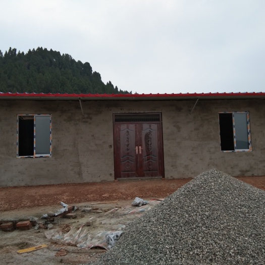 中江县果园，耙耙柑，爱媛38，树以大量挂果
