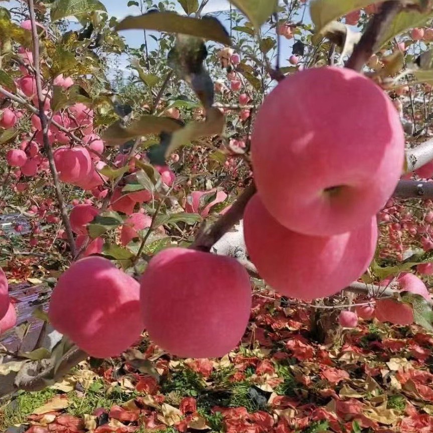 红富士苹果 洛川红富士一件代发(包邮)