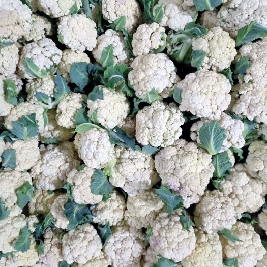 金乡县白花菜花 金乡菜花