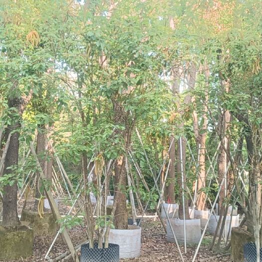 普宁市 黄花风铃木