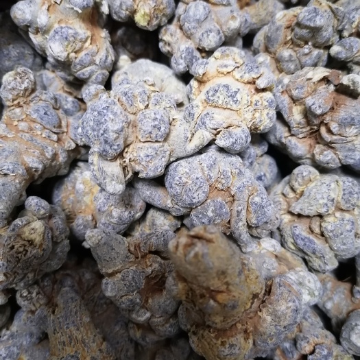 文三七 个子 云南省文山壮族苗族自治州砚山县