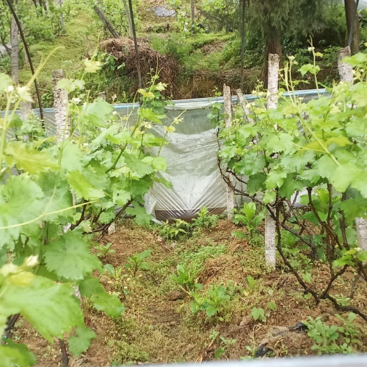 彭水葡萄盆栽 巨峰葡萄苗