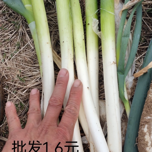 潍坊 铁杆大葱