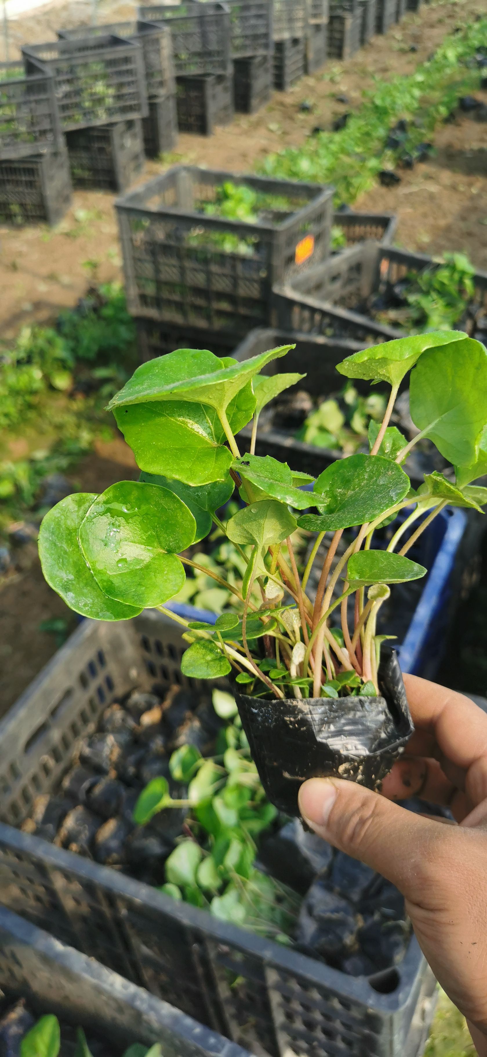  大吴风草