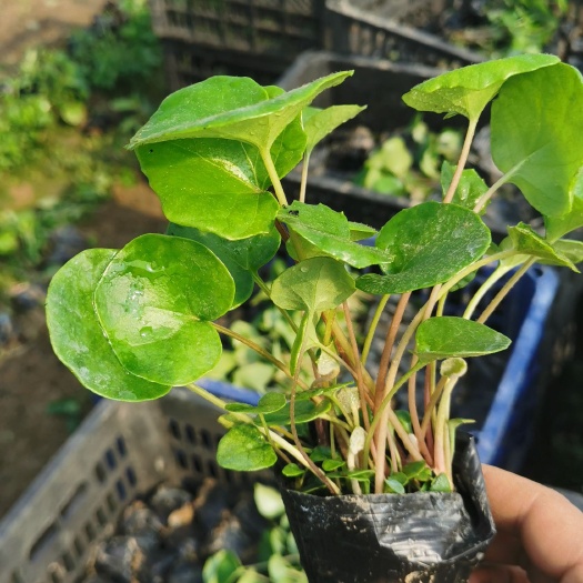 常州 大吴风草