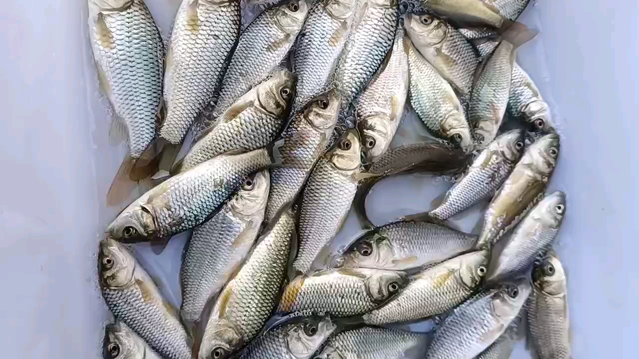 彭三魚苗養(yǎng)殖場