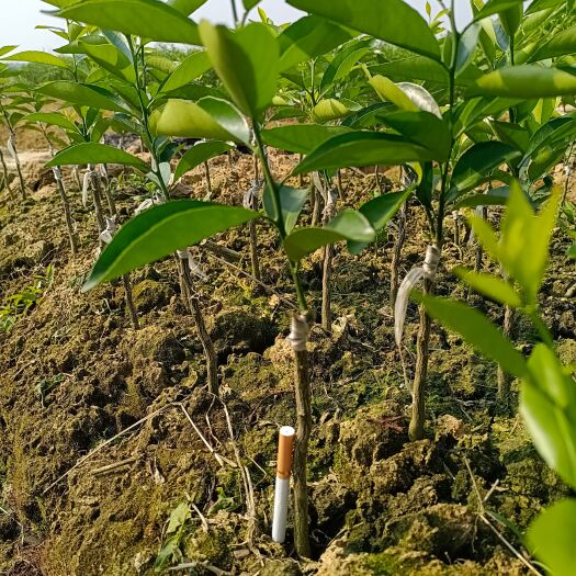 灵山县 新会柑苗《陈皮柑》茶柑苗