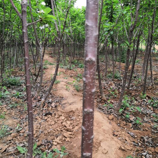 绛县樱桃苗 低价处理占地3公分樱桃树，4公分樱桃树，5—6公分树