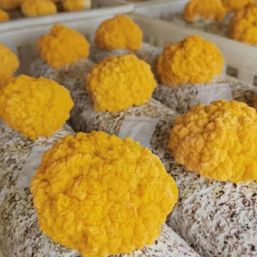 仙桃市 金耳菌种植，包技术，包回收