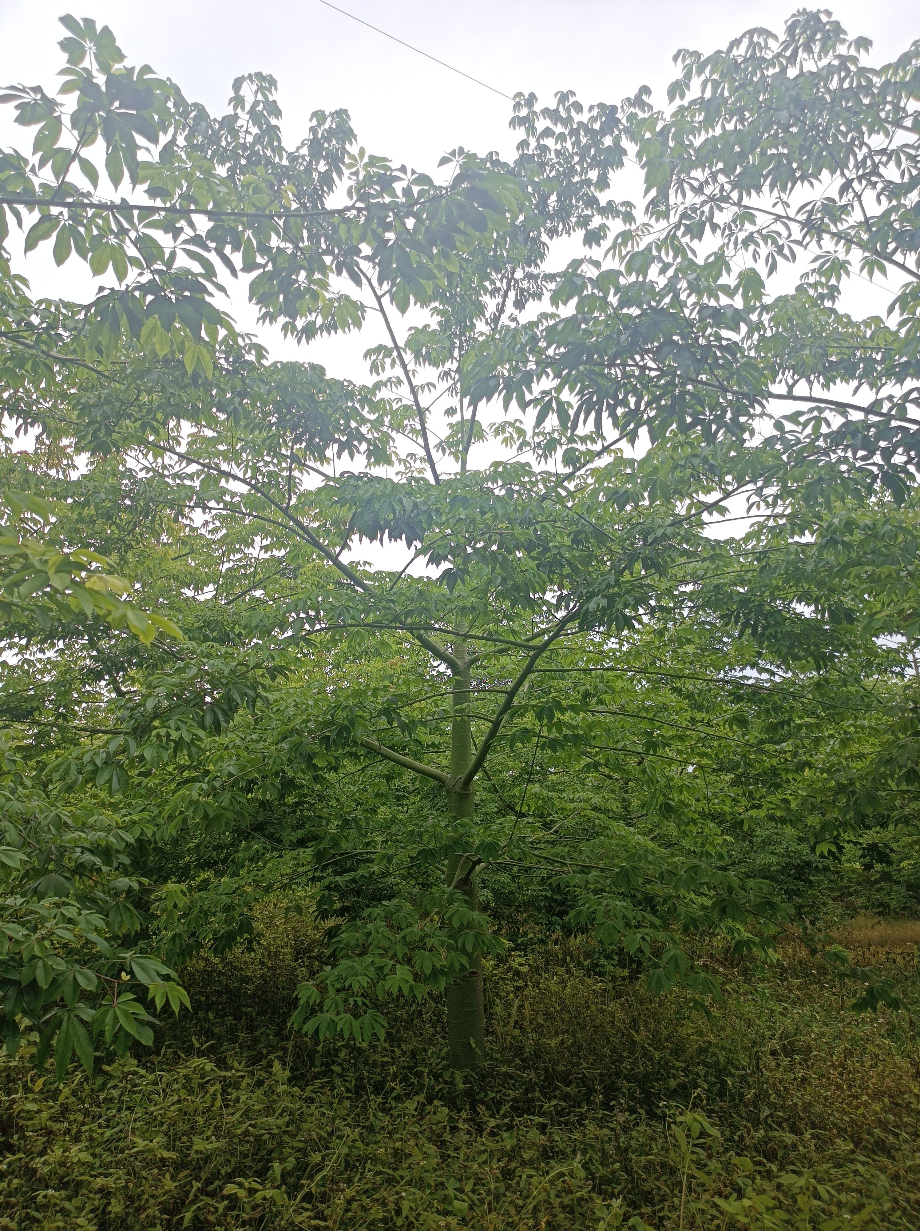  大腹木棉