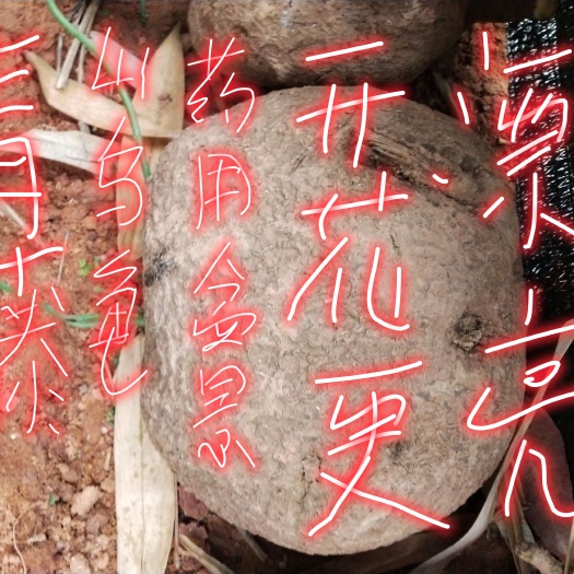 景谷县山乌龟 