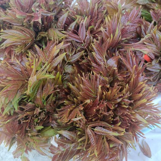 新泰市红油香椿，二茬香椿上市了，欢迎老板订购