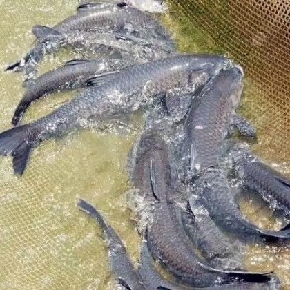 上高县 青鱼苗15到17公分大量出售