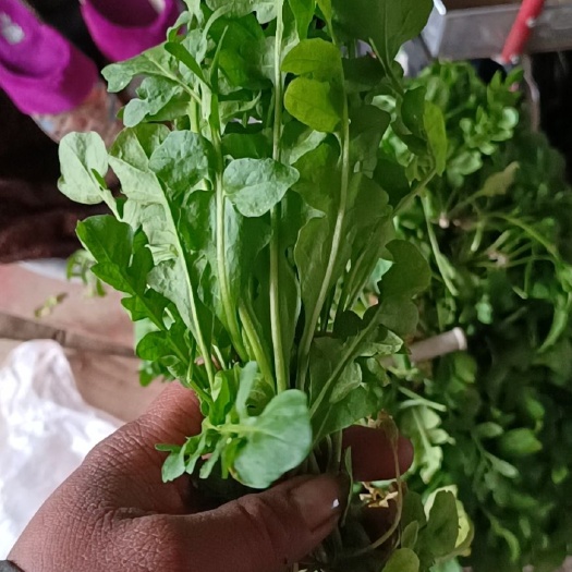 常熟市 荠菜