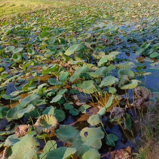 灵山县红花莲藕苗 本地种植九孔粉糯香莲藕种苗