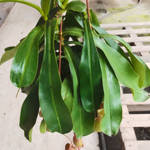 广州猪笼草盆栽 猪笼草