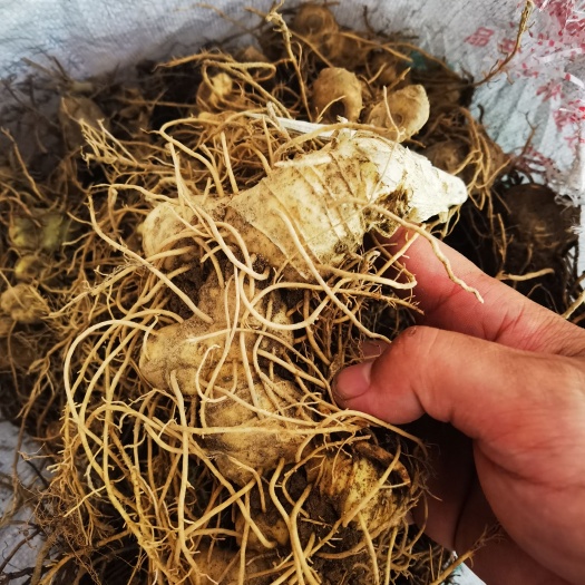 隆回县姜形黄精 黄精块茎