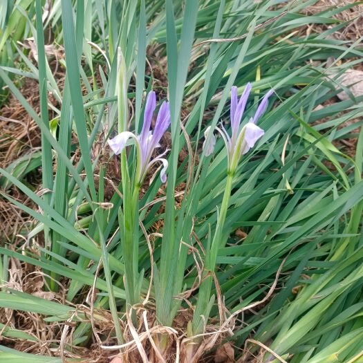 沭阳县马兰花 马兰