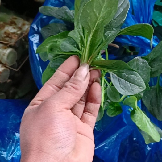 常熟市小菠菜