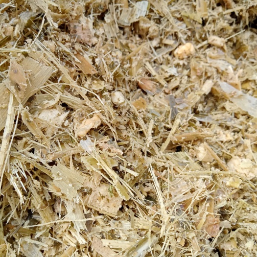 精河县玉米青贮 牛 羊 马 兔 