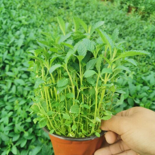 常州柳叶马鞭草