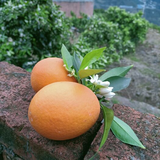  奉节脐橙（高次果）