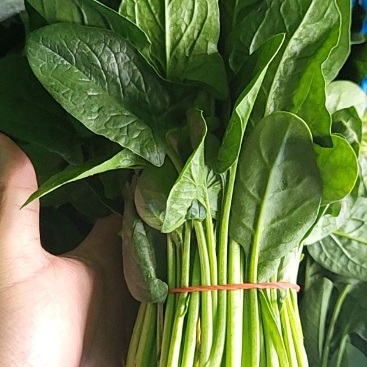 泰兴市大叶菠菜 10~15cm 