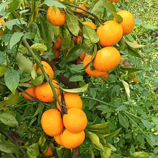 永福县供应推介夏橙果大皮薄果面干净颜色鲜红