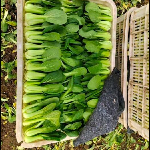 民权县快菜 上海青