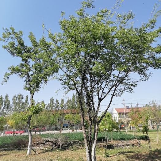 邹平市丛生朴树 别墅庭院景观树
