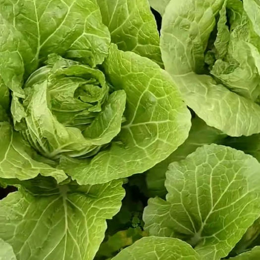 天津黄心大白菜 北京三号大白菜，大量上市，产地直销