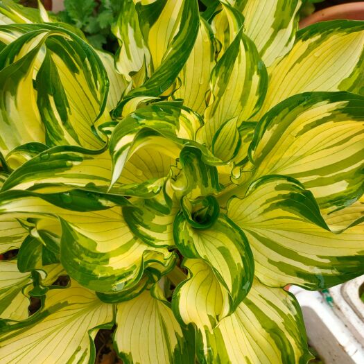 宿迁玉簪花 花叶玉簪花苗金边 玉簪花植物盆栽花卉庭院花坛多年生