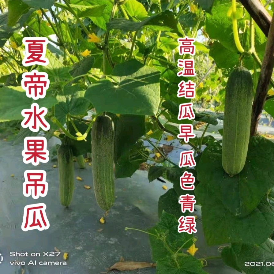 广州夏季专用水果吊瓜 夏帝吊瓜种子 较抗热 早熟 瓜多 瓜色青绿