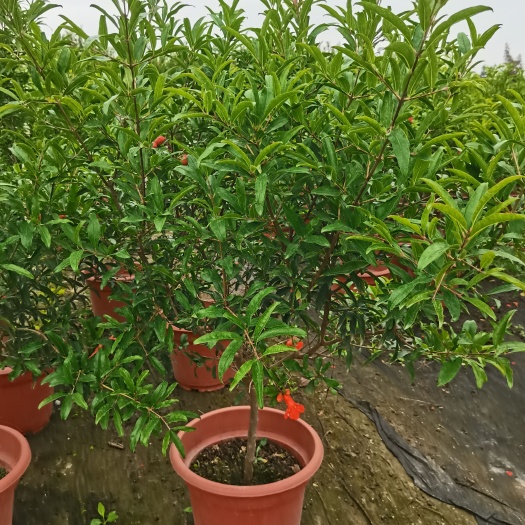 佛山蒙阳红石榴苗 红石榴