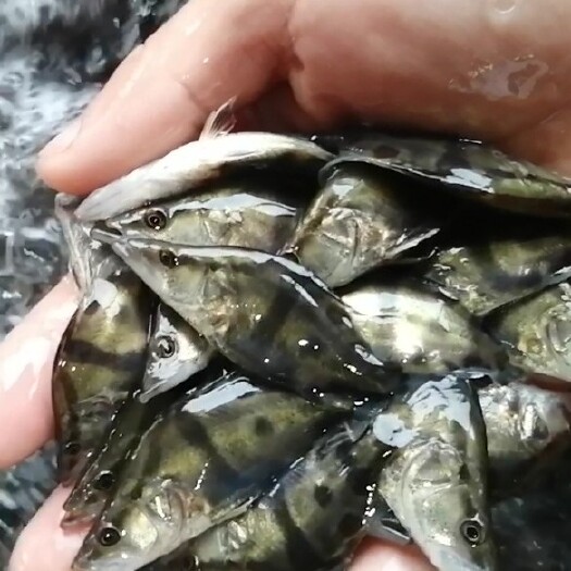 上高县 桂鱼苗567公分大量出售