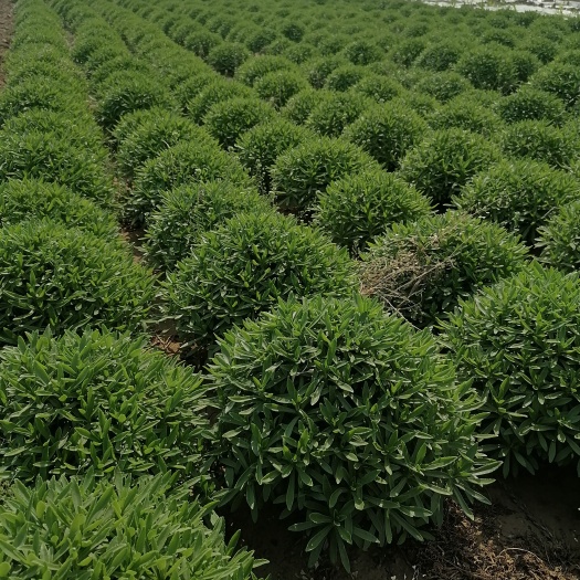 定州市救心菜 养心菜