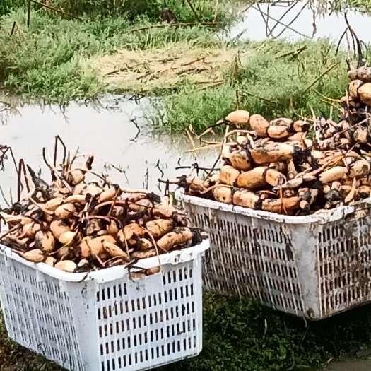 绥阳县鄂莲6号藕种苗  莲藕种苗 莲藕藕种