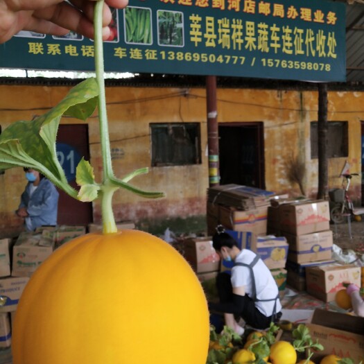 山东莘县久红瑞甜瓜，瑞红香瓜，黄河蜜