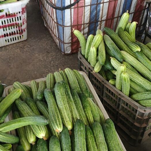 夹江县精品燕白黄瓜，已经大量上市，欢迎各位老板来电询价采购！
